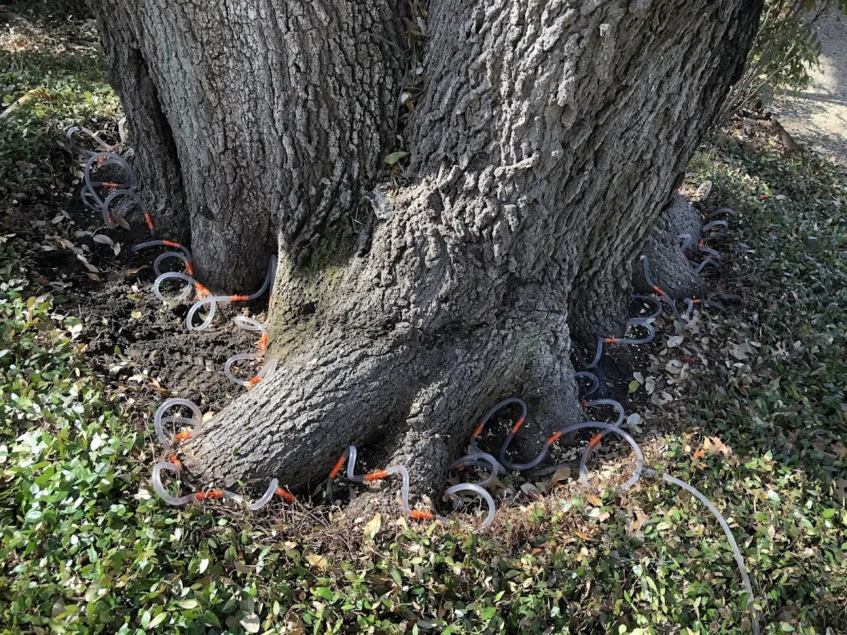 Detailed Shrub and Hedge Trimming job site in Kingwood