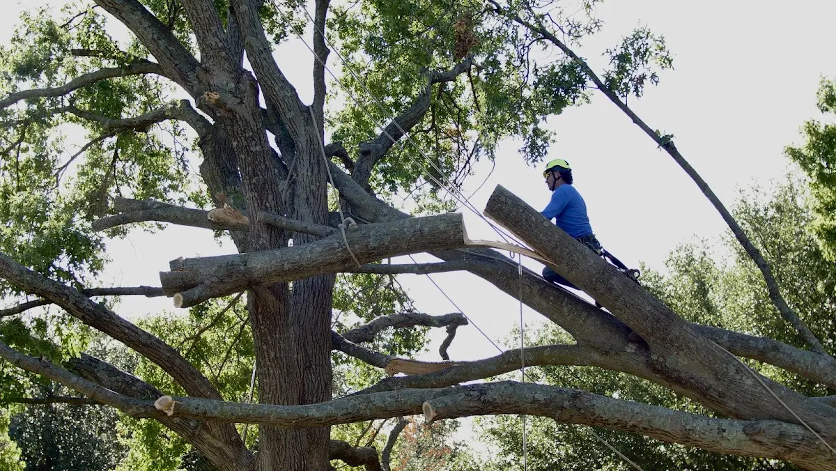 Professional Hazardous Tree Removal performed by certified arborists in Kingwood