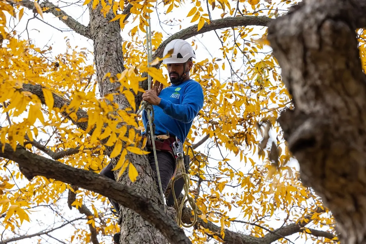 Skilled Tree Pruning crew working in Kingwood