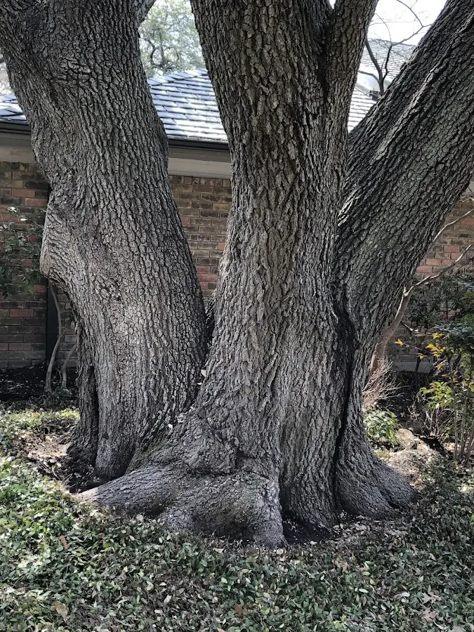 Mature heritage tree close to a Kingwood property cared for by certified arborists